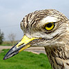 Stone Curlew