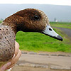 Wigeon