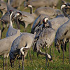 Common Cranes