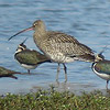 Curlew