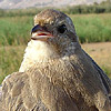 Isabelline Shrike