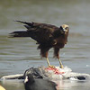 Marsh Harrier