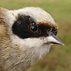 Penduline Tit