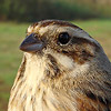 Reed Bunting