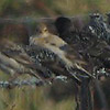 Rose-coloured Starlings