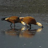 Ruddy Shelduck