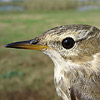 Water Pipit