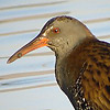 Water Rail