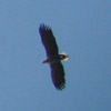 Whie-tailed Eagle