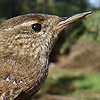 Wren