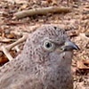 Arabian Babbler