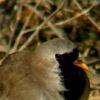 Namaque Dove