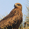 Black Kite