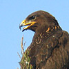 Lesser Spotted Eagle