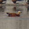 Ruddy Shelducks