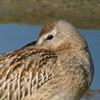 Bar-tailed Godwit