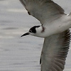 Black Tern