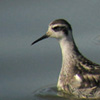 Red-necked Phalaropes