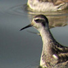 Red-necked Phalaropes