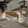 White Pelicans