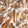 White Pelicans