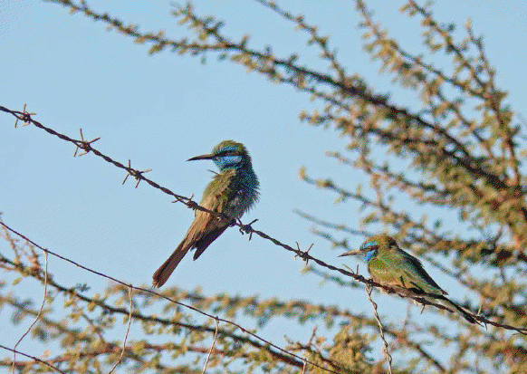 Little green bee eater