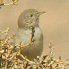 Asian Desert Warbler