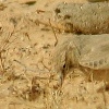 Bar-tailed Lark