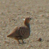 Crowned Sandgrouse