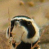 Temminck's Horned Lark