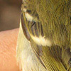 Yellow-browed Warbler