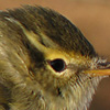 Yellow-browed Warbler