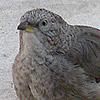 Arabian Babbler