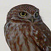 Little Owl