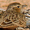 Oriental Skylark