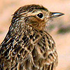 Oriental Skylark