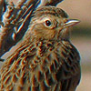 Oriental Skylark