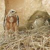 Bonelli's Eagle