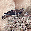 Bonelli's Eagle