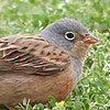 Cretzschmar's Bunting