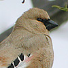 Desert Finch