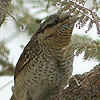 Wryneck