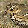 Olive-backed Pipit