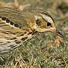 Olive-backed Pipit