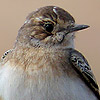 Pied Wheatear