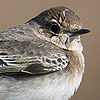 Pied Wheatear