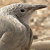 Arabian Babbler