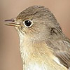 Red-breasted Flycatcher