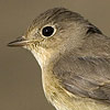 Red-breasted Flycatcher