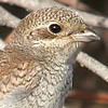 Red-backed Shrike